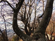 14 Nella splendida faggeta
